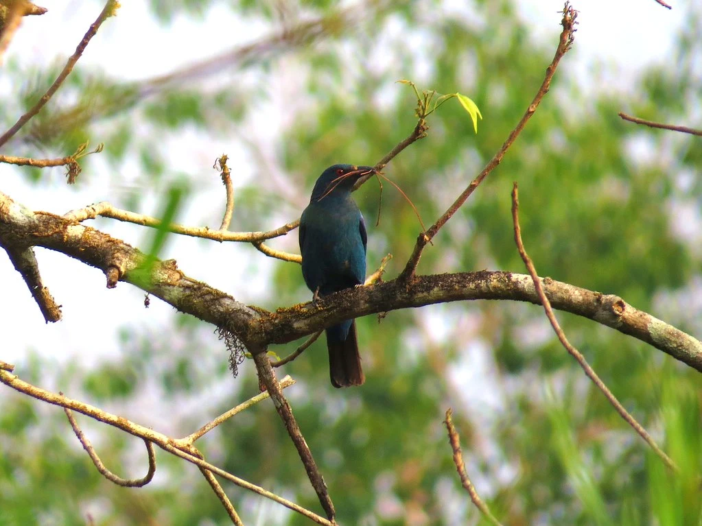 Assam’s richest birdwatching site, Panbari Reserve Forest, reopens for birdwatchers